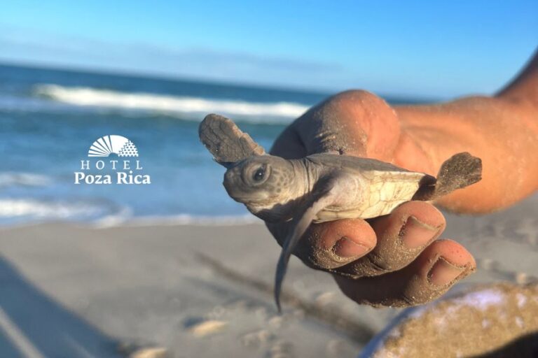 Liberación de tortuga en Poza Rica, Veracruz