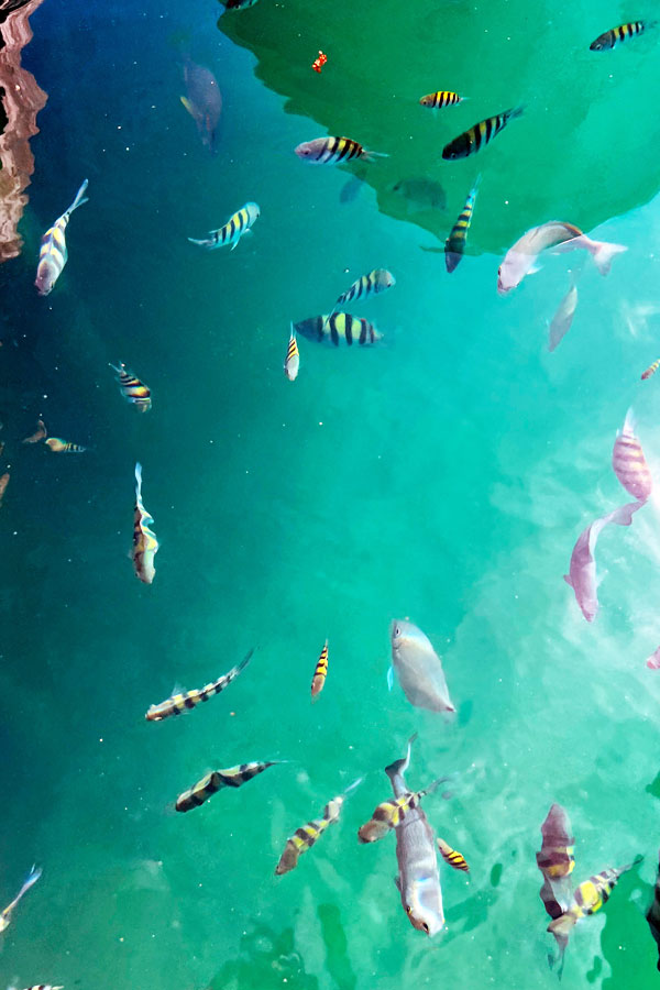 Isla de Lobos, Veracruz