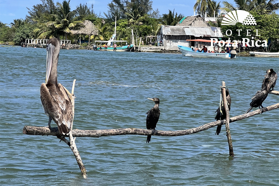 Los manglares de Tecolutla, Veracruz