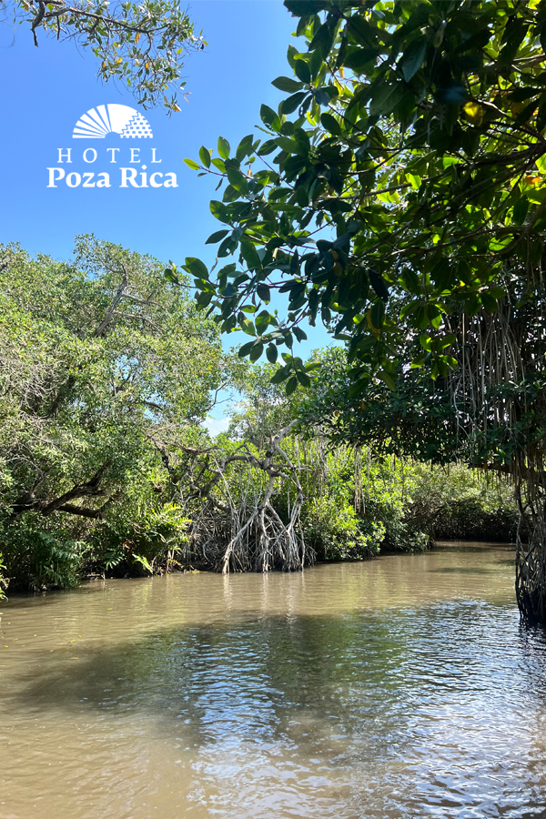 Descubre los manglares de Tecolutla, Veracruz