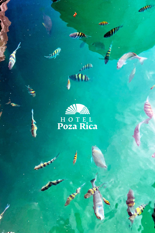 Isla de Lobos, Hoteles en Poza Rica